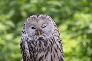 Yaz ormanında Ural baykuşu (Strix uralensis)