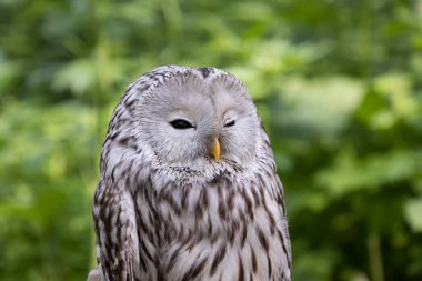 Yaz ormanında Ural baykuşu (Strix uralensis)