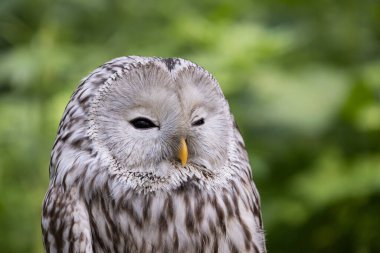 Yaz ormanında Ural baykuşu (Strix uralensis)