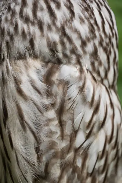 Yaz ormanında Ural baykuşu (Strix uralensis)