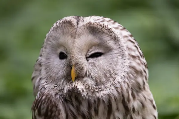 stock image Ural owl in summer forest (Strix uralensis)