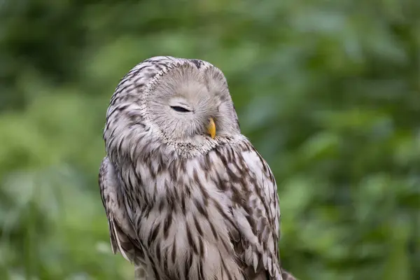 stock image Ural owl in summer forest (Strix uralensis)