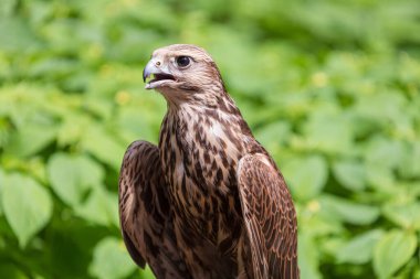 Ormandaki Saker Şahin