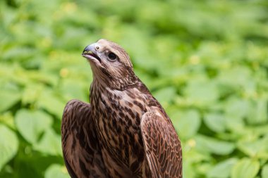 Ormandaki Saker Şahin