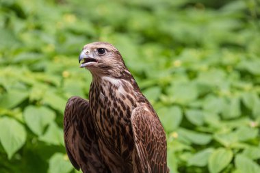 Ormandaki Saker Şahin
