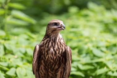 Ormandaki Saker Şahin