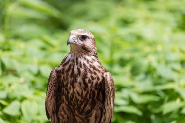 Ormandaki Saker Şahin