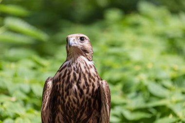 Ormandaki Saker Şahin