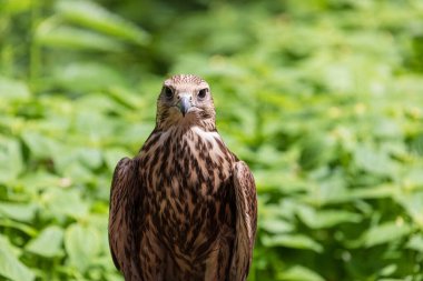 Ormandaki Saker Şahin