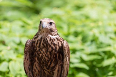 Ormandaki Saker Şahin