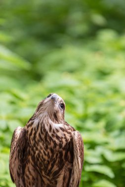 Ormandaki Saker Şahin
