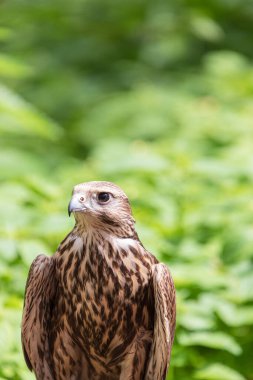 Ormandaki Saker Şahin