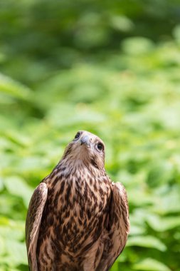Ormandaki Saker Şahin