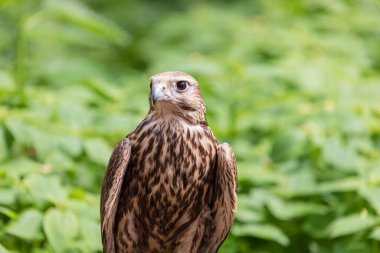 Ormandaki Saker Şahin
