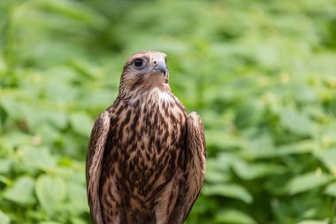 Ormandaki Saker Şahin