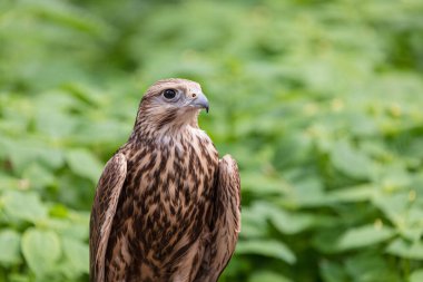 Ormandaki Saker Şahin