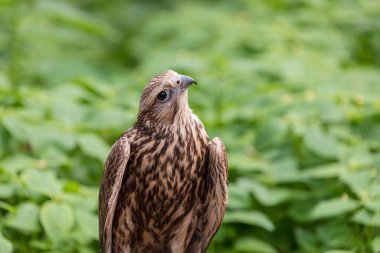 Ormandaki Saker Şahin