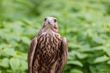 Ormandaki Saker Şahin
