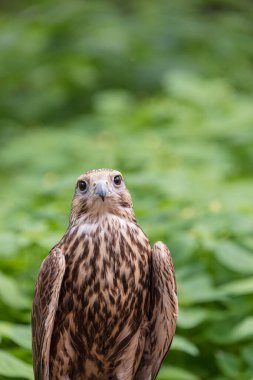 Ormandaki Saker Şahin