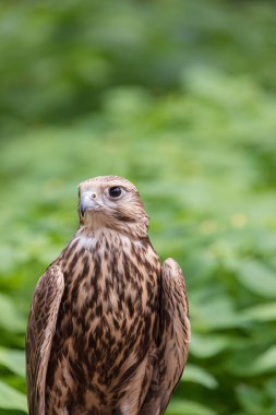 Ormandaki Saker Şahin