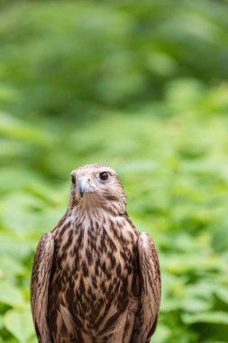Ormandaki Saker Şahin