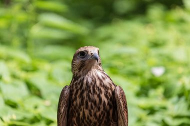 Ormandaki Saker Şahin