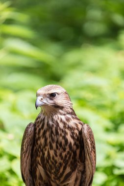 Ormandaki Saker Şahin