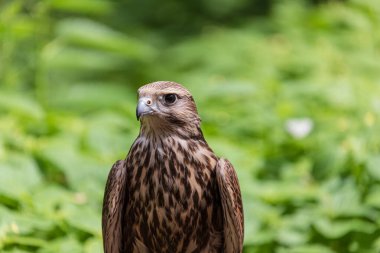 Ormandaki Saker Şahin