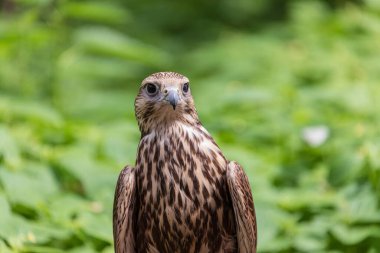 Ormandaki Saker Şahin