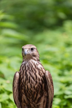 Ormandaki Saker Şahin