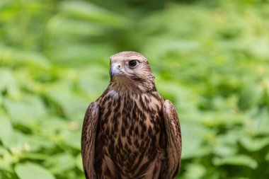 Ormandaki Saker Şahin