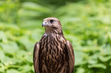 Ormandaki Saker Şahin