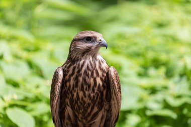 Ormandaki Saker Şahin