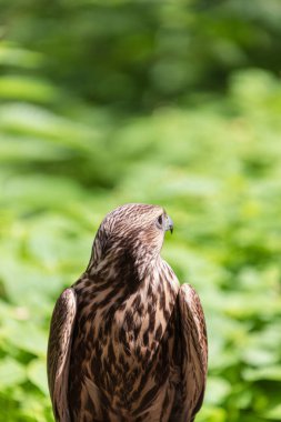 Ormandaki Saker Şahin