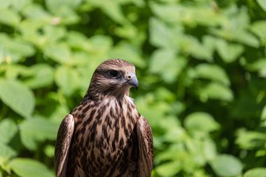 Ormandaki Saker Şahin