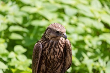 Ormandaki Saker Şahin