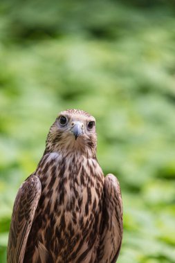 Ormandaki Saker Şahin
