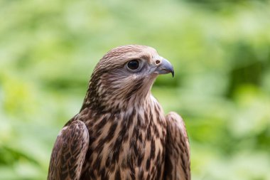 Ormandaki Saker Şahin