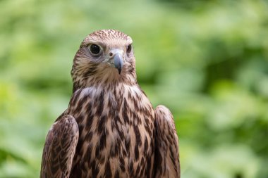 Ormandaki Saker Şahin