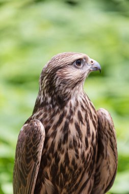 Ormandaki Saker Şahin