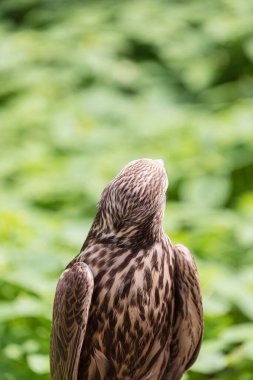 Ormandaki Saker Şahin