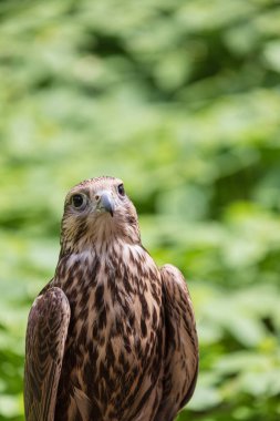 Ormandaki Saker Şahin