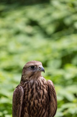 Ormandaki Saker Şahin