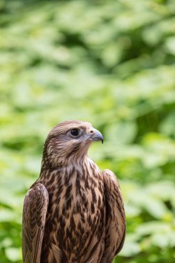 Ormandaki Saker Şahin