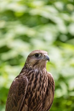 Ormandaki Saker Şahin