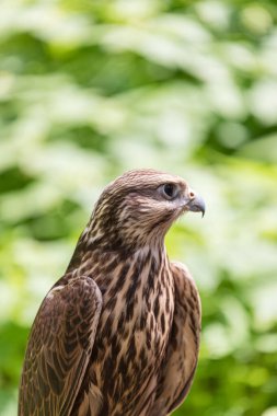 Ormandaki Saker Şahin