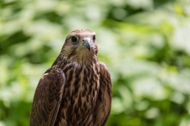 Ormandaki Saker Şahin