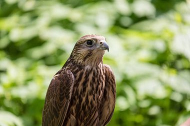 Ormandaki Saker Şahin