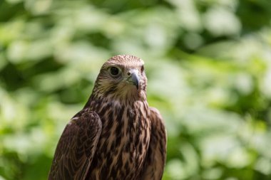 Ormandaki Saker Şahin