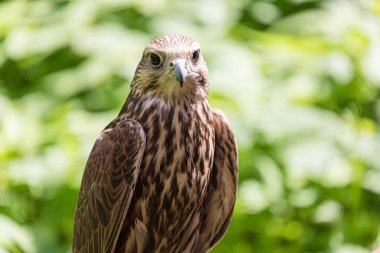 Ormandaki Saker Şahin